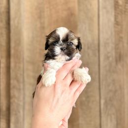 Girl 1 - Sable and white female Shih Tzu puppy in Seguin, Texas from Dolled Up Shih Tzus