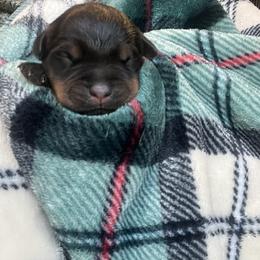 Boy 1 - Black and mahogany male Rottweiler puppy in Buskirk, New York from Misjef Rottweilers
