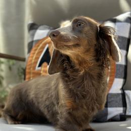 Nena / Vienna - Dachshund