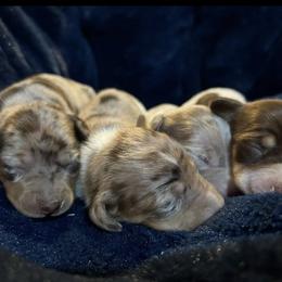 Dachshund Puppies from Carter's Kennels