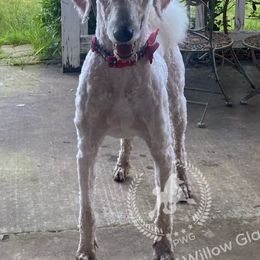 #pwg_BrillianceOfRome - Poodle