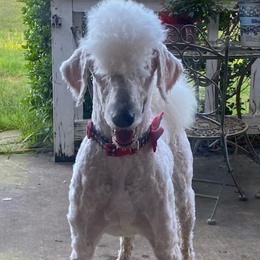 #pwg_BrillianceOfRome - Poodle