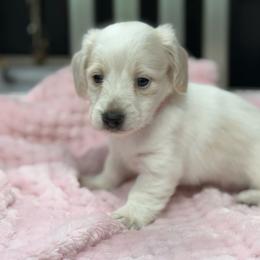 Pink collar - Cream female Dachshund puppy in Nashville, Arkansas from Whisenhunt Farms