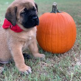 Mastiff Puppies from Red River Mastiff