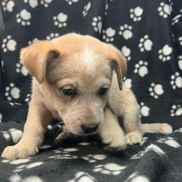 Echo (RM5) green - Red speckled male Australian Cattle Dog puppy in Saint Albans, Maine from Australian Cattle Cuties and littles