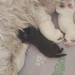 River - Liver male Miniature Schnauzer puppy in Temple, Texas from Schnauzers Of Taylor