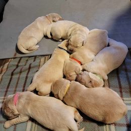 Golden Retriever Puppies from Wild Roost Goldens