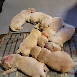 Golden Retriever Puppies from Wild Roost Goldens
