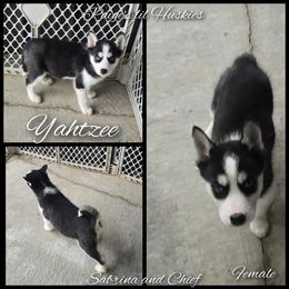 Yahtzee - Black and white female Siberian Husky puppy in Bloomfield, Indiana from Paiges lil huskies