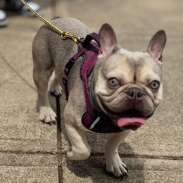 Maverick - French Bulldog