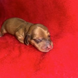 Shaded Red Girl - Red female Dachshund puppy in Lehigh Acres, Florida from Ruby Rose Dachshund Dynasty