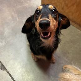 Mr. Pickles - Dachshund