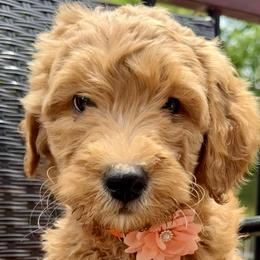 Orange Collar Girl - Cream female Double Doodle puppy in Clarks Hill, South Carolina from Rosie’s Double Doodles
