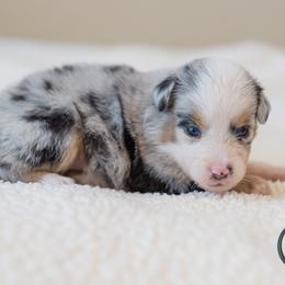 Georgia - Blue merle female Miniature Australian Shepherd puppy in Buna, Texas from R & C Kennels