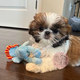Shih Tzu Puppies from Shurbeez Shih Tzu