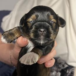 Blue boy - Black and tan brindle male Havanese puppy in Arlington, Washington from Havanese With Love Breeding Co.