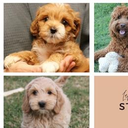 Australian Labradoodles from Labradoodle Story Tails