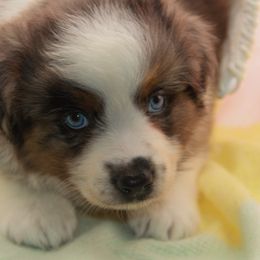 Australian Shepherd, Goldendoodle, and Poodle Puppies from 5AFarms