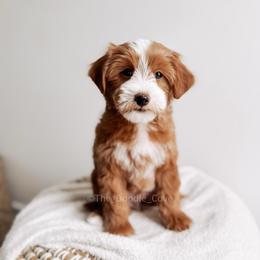 777 - Red  male Goldendoodle puppy in Syracuse, Indiana from The Doodle Cove