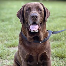 Buck - Labrador Retriever