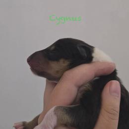 Cygnus - Black white and tan male Collie puppy in Melba, Idaho from Owyhee Valley Collies & Lazy Lotus Standard Poodles