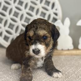 Girl 2 - Tri-color female Bernedoodle puppy in Russiaville, Indiana from Pleasant Creek Minibernedoodles