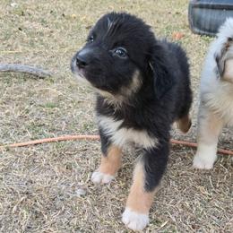 Snickers - Black tri-color male Australian Shepherd puppy in Abilene, Texas from S&K Aussies N' Rotties