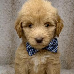 Airy - Caramel red male Australian Labradoodle puppy in Upland, California from Kings Labradoodles