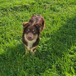 Copper - Miniature Australian Shepherd