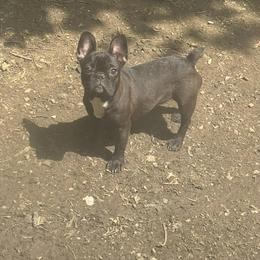 Pumpkin - French Bulldog
