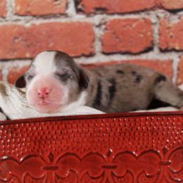 Bernedoodle Puppies from Caribou Doodles