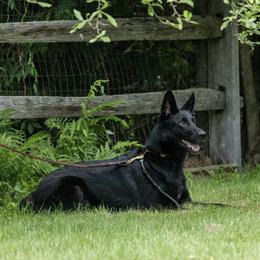 iisa - German Shepherd