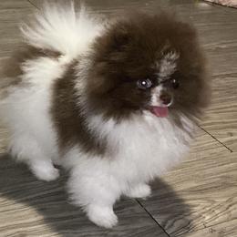 Pomeranian Puppies from Uniquepombabies