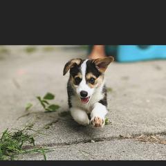 Pembroke Welsh Corgi Puppies from Coyote Creek Corgis