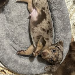 Dachshund Puppies from Kalua's Doxies