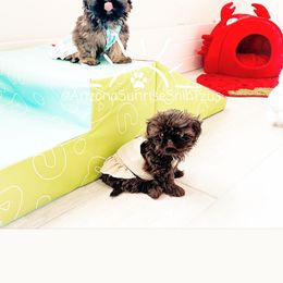 Shih Tzu Puppies from Arizona Sunrise Shih Tzus