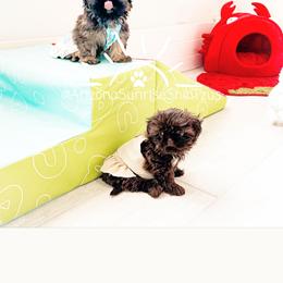 Shih Tzu Puppies from Arizona Sunrise Shih Tzus