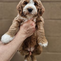 Goldendoodle Puppies from AZ Cuddle Doodle Kisses