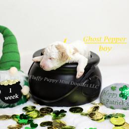Ghost Pepper (yellow collar) boy - Parti male Goldendoodle puppy in Corona, California from Fluffy Puppy Mini Doodles LLC