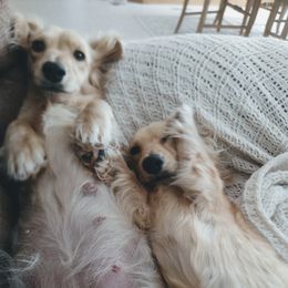 Dachshund Puppies from Leroux Creek Cream Dachshunds