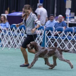 Bracco Italiano and Spinone Italiano All Grown Up from Millers Point Versatile Gun Dogs