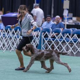 Bracco Italiano and Spinone Italiano All Grown Up from Millers Point Versatile Gun Dogs