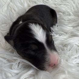 Happy - Black tri male Miniature Australian Shepherd puppy in Quincy, Illinois from SK Aussie’s