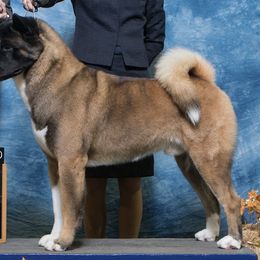 Akita All Grown Up from Firebrand Akitas