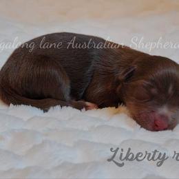 Liberty rose - Red tri female Miniature Australian Shepherd puppy in Muskogee, Oklahoma from Tagalong Lane Australian shepherds