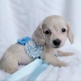 Cody tiny longhair - Cream male Dachshund puppy in Richmond, Virginia from Irresistible Dachshunds & Cavaliers