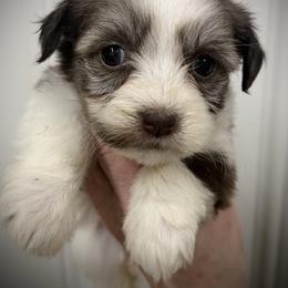 Sienna - Gold sable female Havanese puppy in Lancaster, South Carolina from 3 Bs Havanese-PUPPIES with  PURPOSE