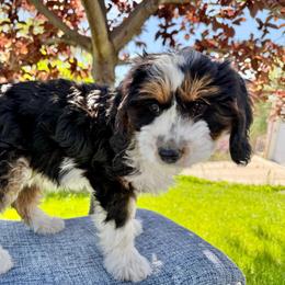Pinky Girl - Tri-color female Bernedoodle puppy in Highland, Utah from Angel Pups Deluxe