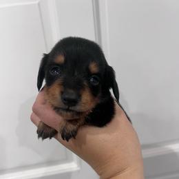 Clover - Black and tan male Dachshund puppy in Fort Myers, Florida from Lady Margery’s Dachshunds