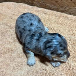 Boy 1 - Dapple male Dachshund puppy in Stilwell, Oklahoma from Double Down Doxies